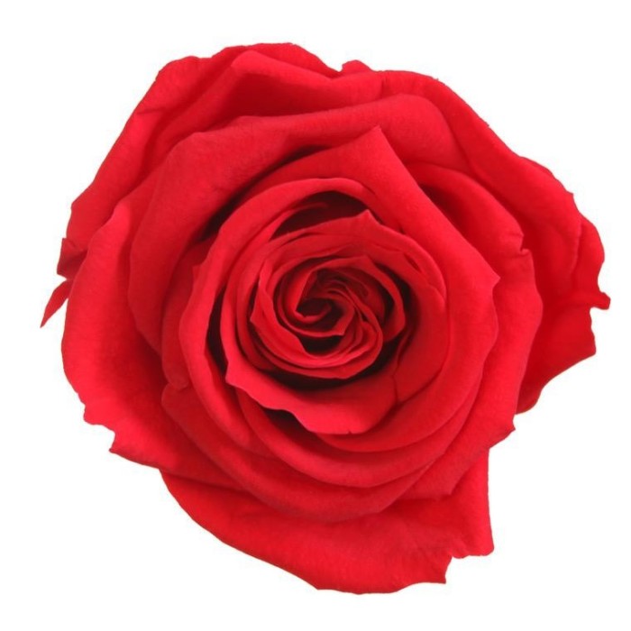 SCATOLA 8 ROSE MEDIE ROSSO